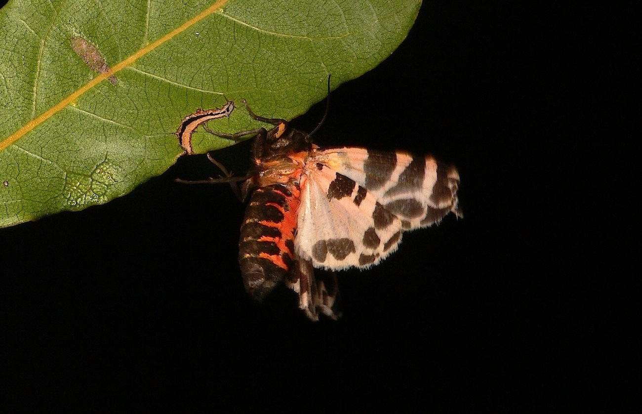 Cymbalophora pudica (Esper, [1785])